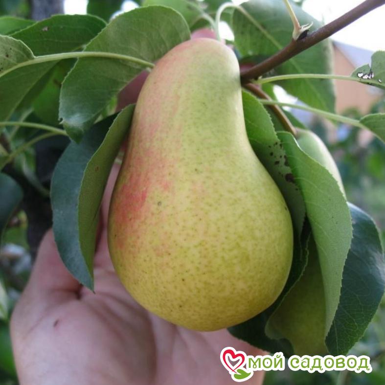 Груша Чижовская