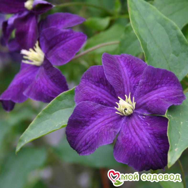 Клематисы Аотеароа ЗКС