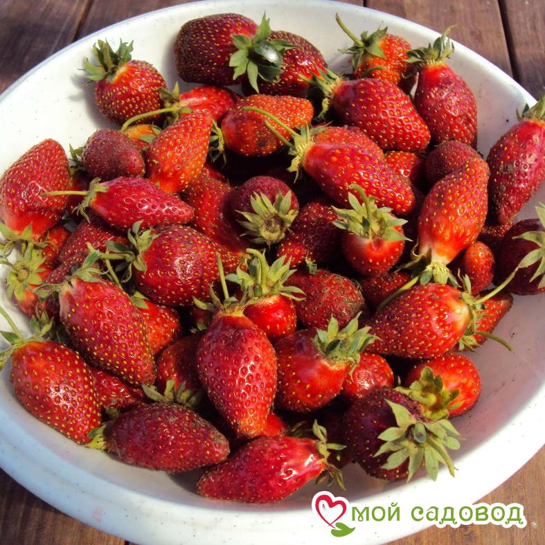Клубника Дивная (крупноплодная)