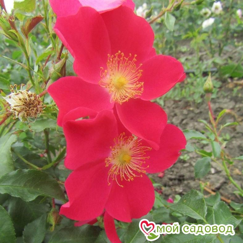 Роза Перпл Хейз