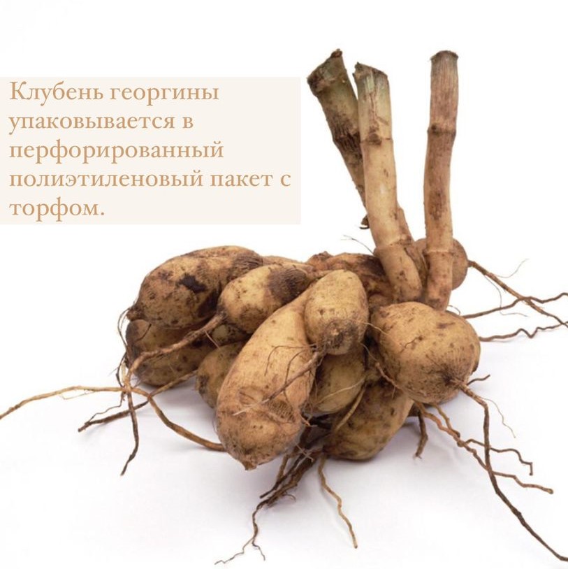 Георгина декоративная Ванкувер (Vancouver)