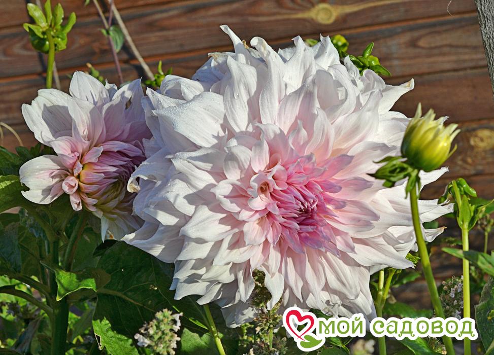 Георгина Шило Ноэль